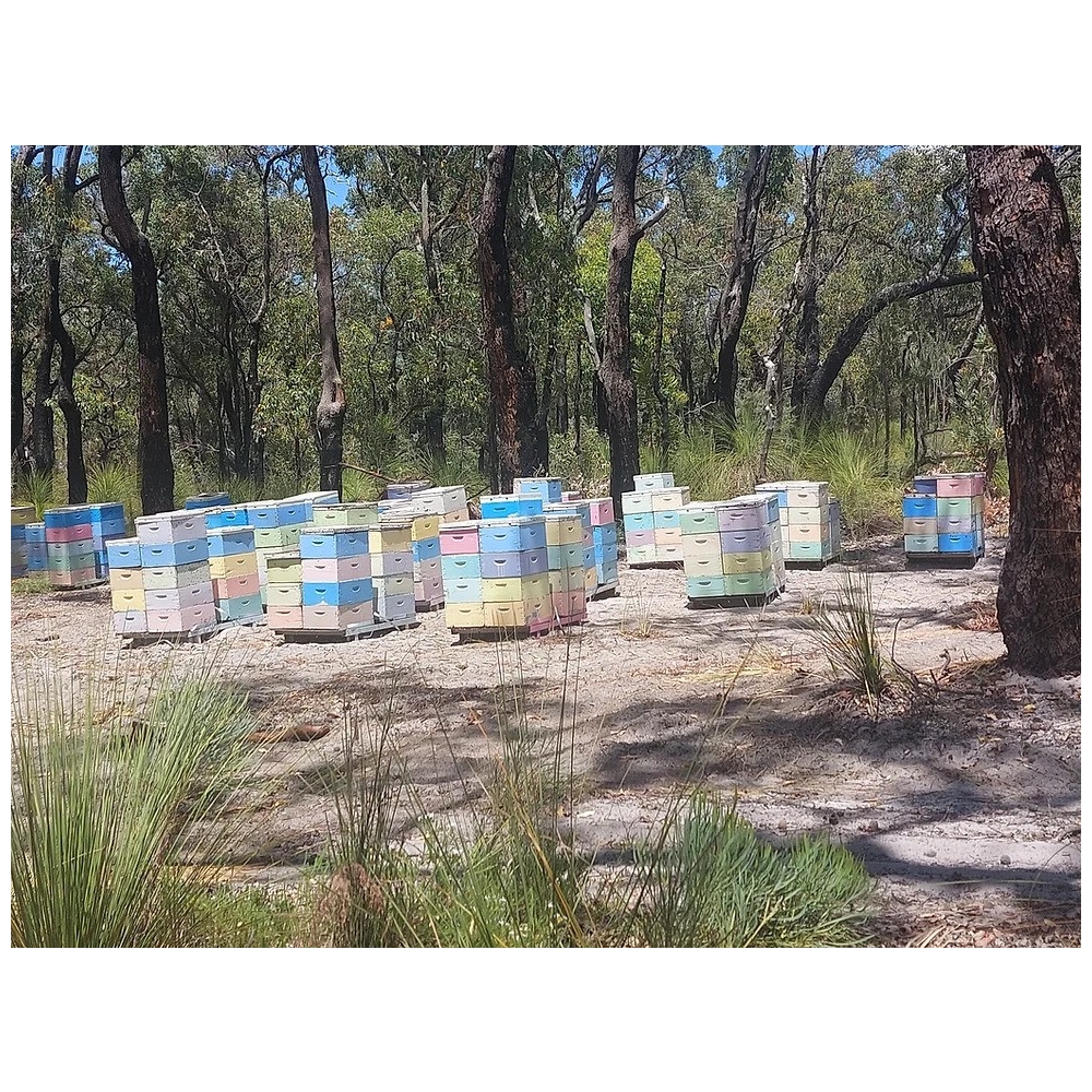 jarrah honey ta30 500g jar